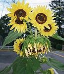 blooms