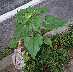 before flower