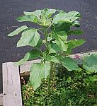 sunfloer